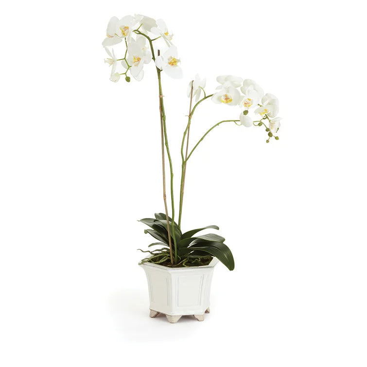 Napa Home & Garden Phalaenopsis Floral Arrangement in Ceramic Pot